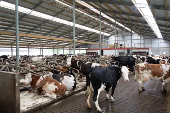 Melkveebedrijf Claesen