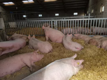 hoeve eigen kweek