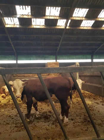 hoeve eigen kweek