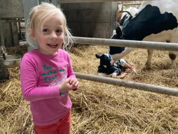 Melkvee Dolvelde – Maes