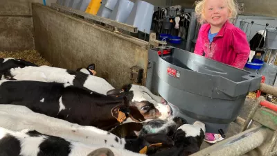 Melkvee Dolvelde – Maes