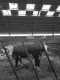 hoeve eigen kweek